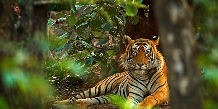 Fuerte Bandhavgarh 