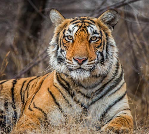 Silvestre Safaris Partida Conducir